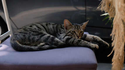 A striped cat lies and stretches on a chair of a street cafe in Istanbul, Turkey. Homeless Cute Cat. Selective focus.