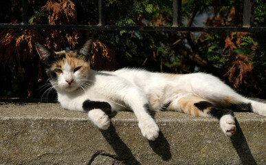 A black and white cat lies on an old-style stone staircase along with a stone background. Serious Pretty Cat on street Old Town in Istanbul, Turkey. Homeless Cute Cat. 