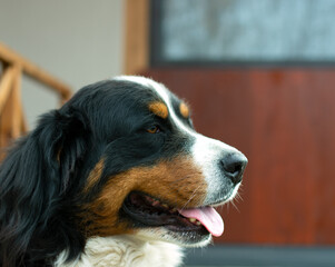 Bernese mountain dog