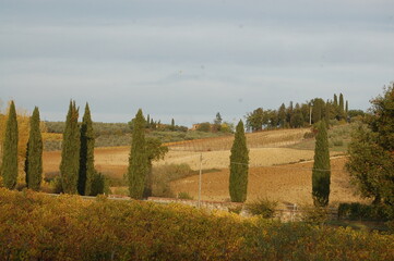 Foliage Chianti