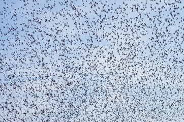 Invasion of starlings (Sturnus vulgaris) in autumn in the skies of Italy are common passerine birds belonging to the Sturnidae family,
they are native to Eurasia.