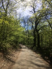 Fototapeta premium path in the woods