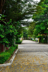 alley in the village