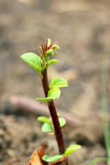 new plant growing with blur background