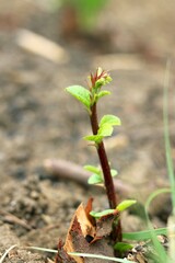 new plant growing with blur background