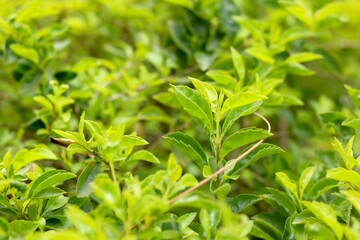 Patriot view of green leaf plant