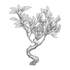 Highly detailed drawing of tree, hand drawn plant bush isolated on white background. Vector.
