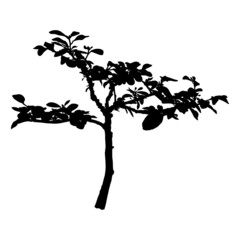 Seedling with big leaves growing silhouette. Small tree sprout. Organic agriculture natural products development concept. Gardening plant and ecology. Early stage of young plant tree shape. Vector.