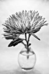 Aster on a white background. Black and white photography. Flowe