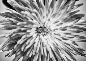 Aster, macro photography, monochrome
