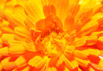 Fiery orange flower petals with dew drops close-up. Orange abstract background.