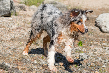 blue merle Australian shepherd puppy dog runs on the shore of the Ceresole Reale lake in Piedmont in Italy