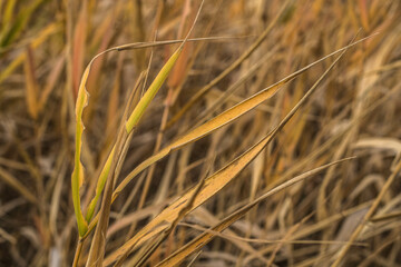 golden wheat field