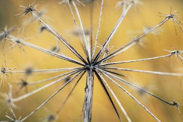 head of dried flower