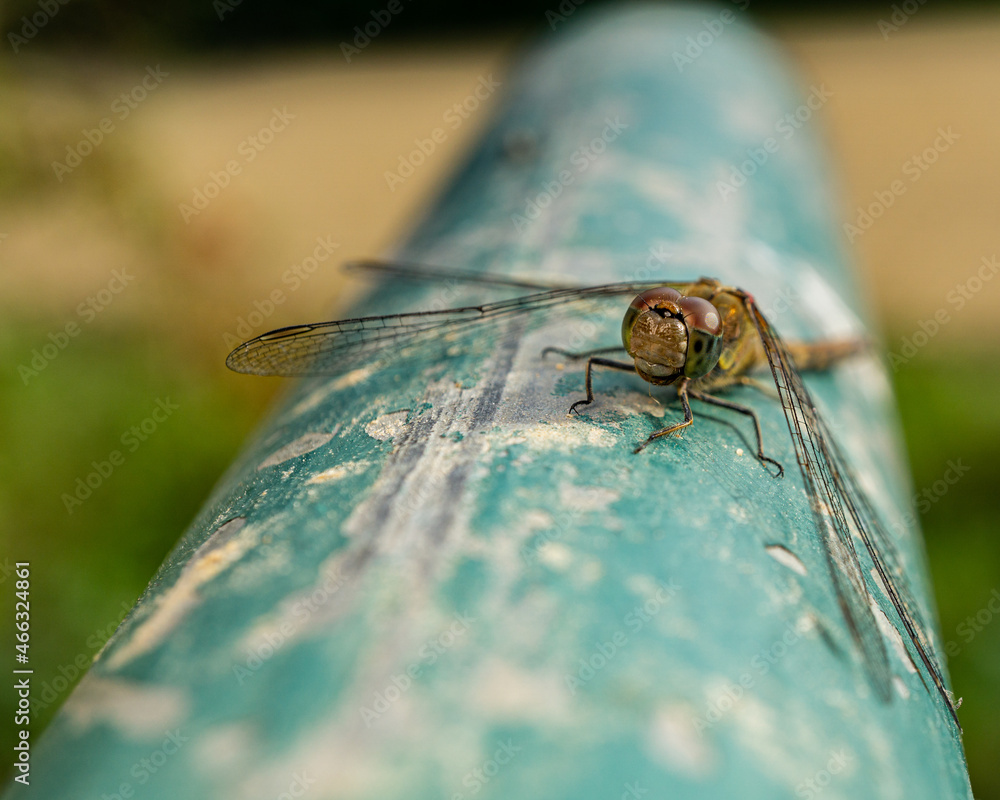 Sticker Close-up shot of a dragonfly on a grungy old weathered pipe during the daytime