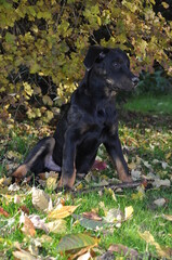 berger de Beauce , Beauceron chiot 