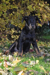 Berger de Beauce, Beauceron, chiot dans jardin