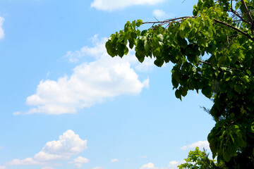 Fototapeta premium Leafs and sky