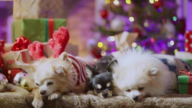 2022 celebrating new year's and christmas eve concept,group shot of lapdog sleepy sit relax with gift presents wrap ribbon boxes and christmas tree light bokeh chihuahua pomeranian