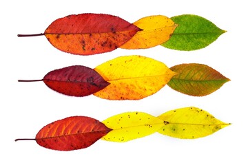 Collection beautiful colorful autumn leaves isolated on white background.