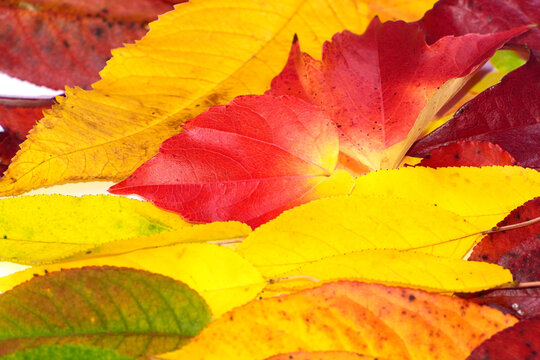background of bright multicolored autumn leaves close up