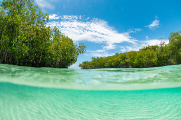 Caribbean mangrove in Dominican republic