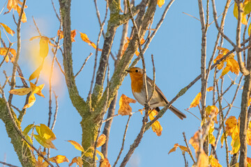 European Robin perched on a tree branch