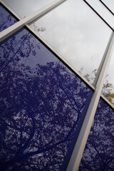 Blaue abstrakte Spiegelungen von Blättern eines Baumes in einer Fassade aus Glas