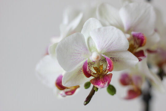orchidea 
