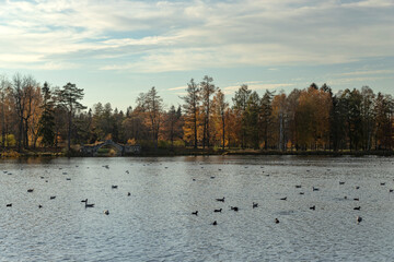 Autumn landscape in the city park. Many birds swim on the surface of the lake. Horizontal orientation.