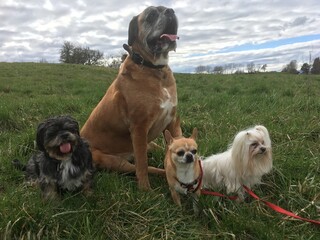 Chiens en groupe, chihuahua, bichon, boxer, Lhassa 