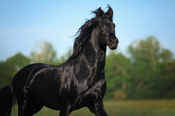 Andalusian black stallion