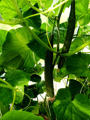 The fruits of cucumbers ripen on bushes.