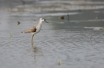 Marsh sandpiper bird. marsh sandpiper is a small wader.