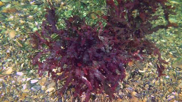 Red algae (Porphyra sp.) which is used to make nori (one of the components of sushi).