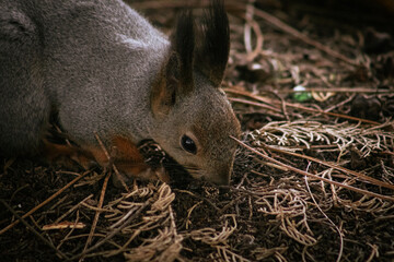 squirrel in the forest