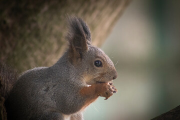 squirrel in the forest