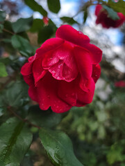 red rose in garden