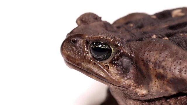 Kopf einer Aga Kr&ouml;te vor wei&szlig;em Hintergrund, frontal, seitlich, Bufo marinus, mehrere Szenen, video mit 50 fps