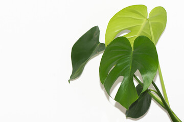 Monstera deliciosa leaves white background