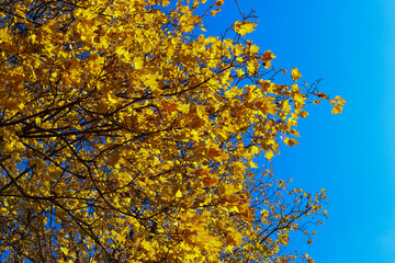 Yellow leaves in the autumn park. Fallen multicolored leaves