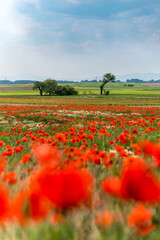 Roter Klatschmohn auf einem Feld im Burgenland