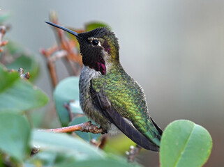 Hummingbird Perched on a Branch in Red Bluff, California