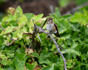 Rufous Hummingbird Perched on a Branch at Smith River, California