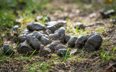 horse dung on the ground