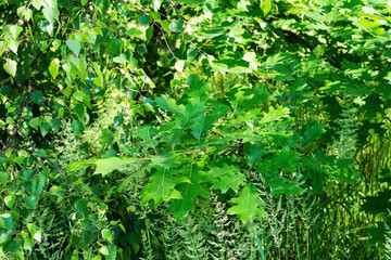 Natural background with young green larch branch