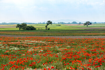Obraz premium Roter Klatschmohn auf einem Feld im Burgenland
