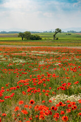 Naklejka premium Roter Klatschmohn auf einem Feld im Burgenland
