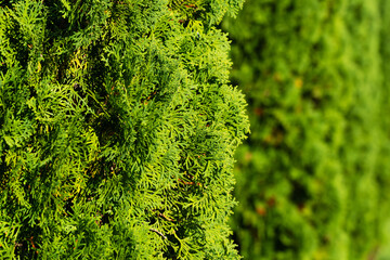 Natural green background with cypress on backdrop