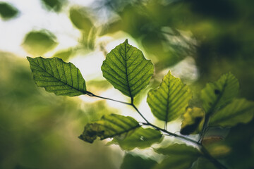 Fototapeta na wymiar autumn leaves soft focus blur background